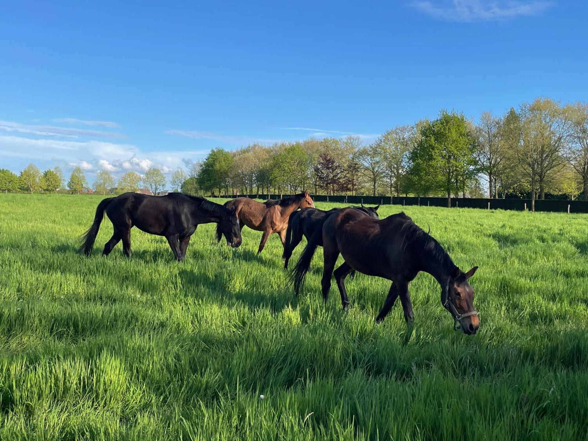Imagine B&B Wortegem エクステリア 写真